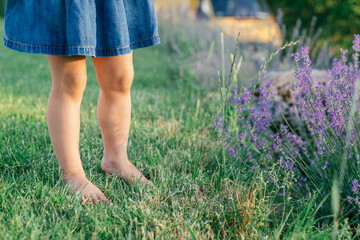 Little girl's feet in denim dress in sun on lawn next to flowers of lilac lavender