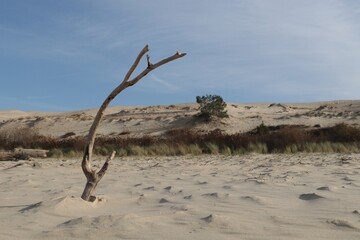 Dune du Pyla au bassin d’Arcachon, la plus haute dune d’Europe