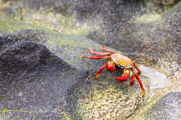 Colorful Sally Lightfoot crab in coastal Galapagos landscape with lava rock