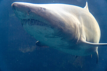 Fototapeta premium Haifisch