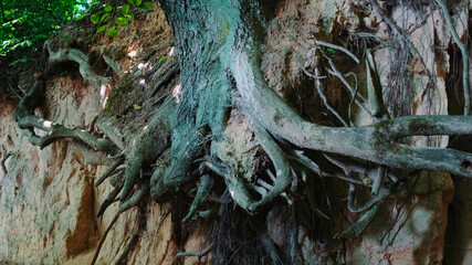 Fototapeta premium Zoom shot of exposed tree roots. Natural loess ravine.