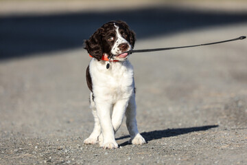 english springer spaniel