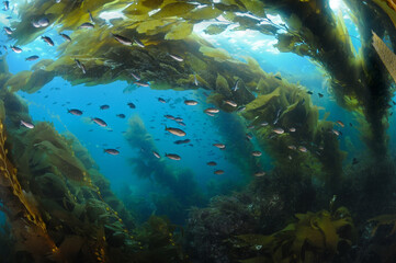 Kelp forest with blacksmith fish Catalina Island CA USA - obrazy, fototapety, plakaty