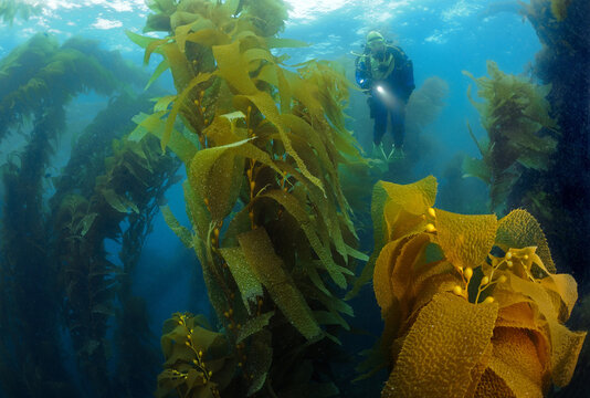 Scuba diver swimming top of kelp canopy Catalina Island CA USA.