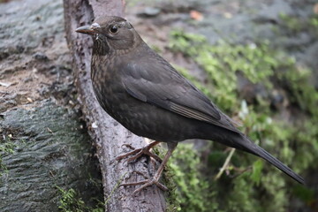 blackbird on a fence