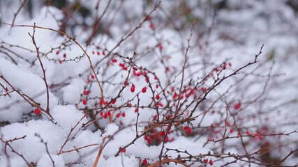  Red Berries of Japanese Thunbergs Barberry Shrub Ripening on Spikey Branches Covered in Snow on Beautiful Winter Day