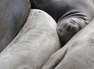 Elephant seal sleeping against others San Simeon CA USA