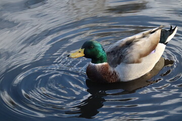 duck in the water