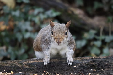 squirrel in the park
