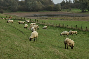 shuffolk sheep grazing on the dikes of river Rhine on the dutch-German border