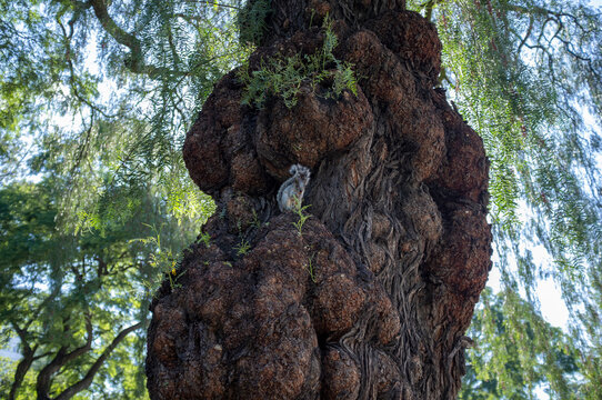 Ardilla comiendo en el tronco de un pirul