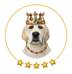 A dog labrador cat king in a golden crown and a pendant. White background. Isolated.