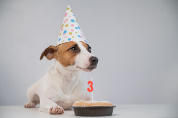 Jack russell terrier in a festive cap by a pie with a candle on a white background. The dog is...