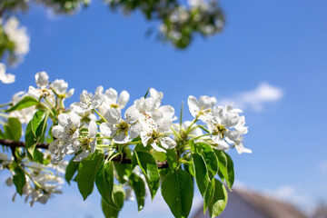 A branch of cherry blossoms. Close-up of the white flowers of a blossoming cherry tree. Spring blooming tree branch. Blue sky. Green leaves