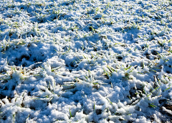 Pokryte śniegiem rośliny na polu
