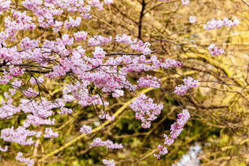 Cherry Tree In Spring. Sakura Flowers Background