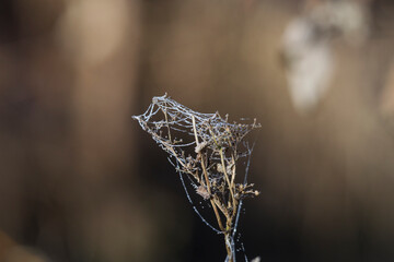 Hoarfrost covered bare branches with spider webs