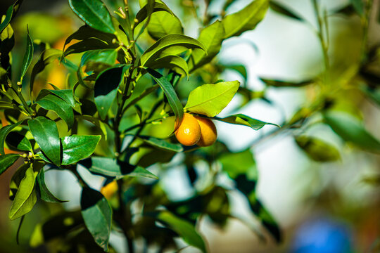Small tangerine tree. Fortunella margarita Kumquats