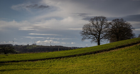 green meadow with tree