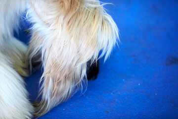 Afghan hound during a dog show