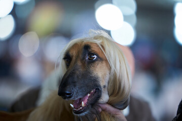 Afghan hound during a dog show