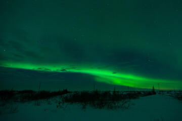 A thin band of northern lights or aurora borealis over the frozen tundra and shrubs near Churchill,...