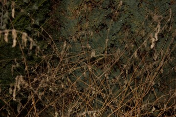 Fototapeta na wymiar Reeds at night