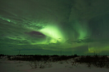 The sky is full of northern lights and aurora borealis with a few clouds. The foreground is trees and shrubs. Near Churchill, Manitoba, Canada