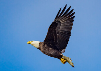 American bald eagle flies through the sky from right to left