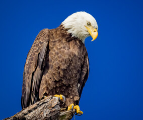 Amercan bald eagle portrait fasing right and looking down