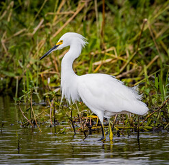 Beautiful snowy white egret poses in a left profile while standing in water.