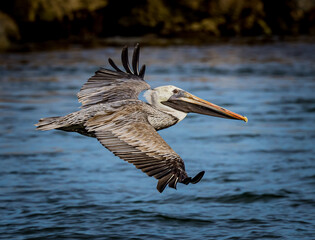 Close up of the American Brown pelican as it flies into the Venice Jetty
