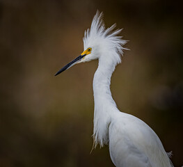 Fluffy feathers showing breeding plummage of a snowy egret