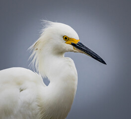 Close up of a snowy egret in breeding plummage and colors