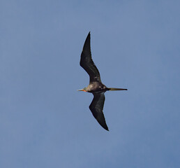 Obraz premium Male magnificent frigate bird flies over the clear blue sky