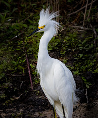 Snowy egret stands tall facing in left profile at Myakka river State Park.