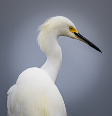 Right profile of a snowy white egret closeup