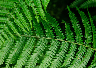 closeup of  two leaves of green fern	in sunny day