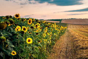 Obraz premium Agriculture Field with Sunflowers