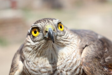 closeup of sparrow hawk the bird of prey