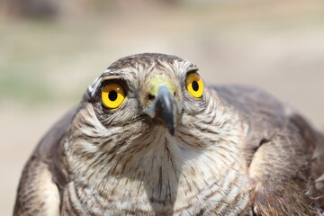 sparrow hawk closeup