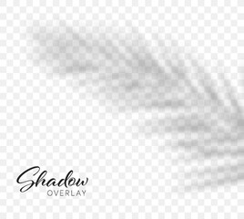 Palm leaf shadow. Vector shadow overlay effect. Vector illustration