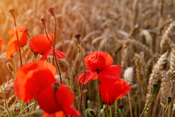 closeup of red poppies on wheat field in summer day 
