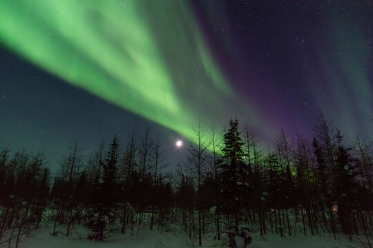 The northern lights shine strong over top of the boreal forest spruce trees near Churchill, Manitoba, Canada