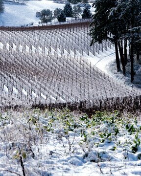 Snow Covered Vineyard