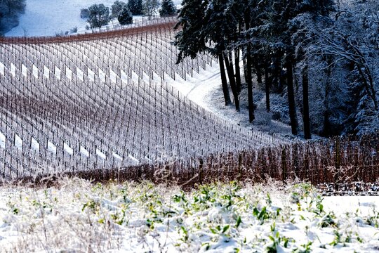 Snowy Vineyard