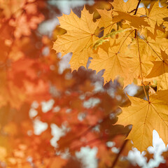 Autumn leaves of maple tree on blurred nature background. Shallow focus. Fall sun bokeh.