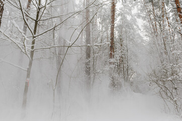 Snow falls from pine branches. Background, the texture of snow that falls from the branches of pines. Freezing winter day