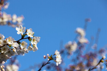 Clear blue sky and cherry blossoms