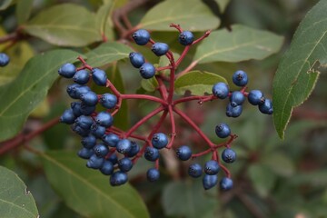 
A few purple berries on a garden plant